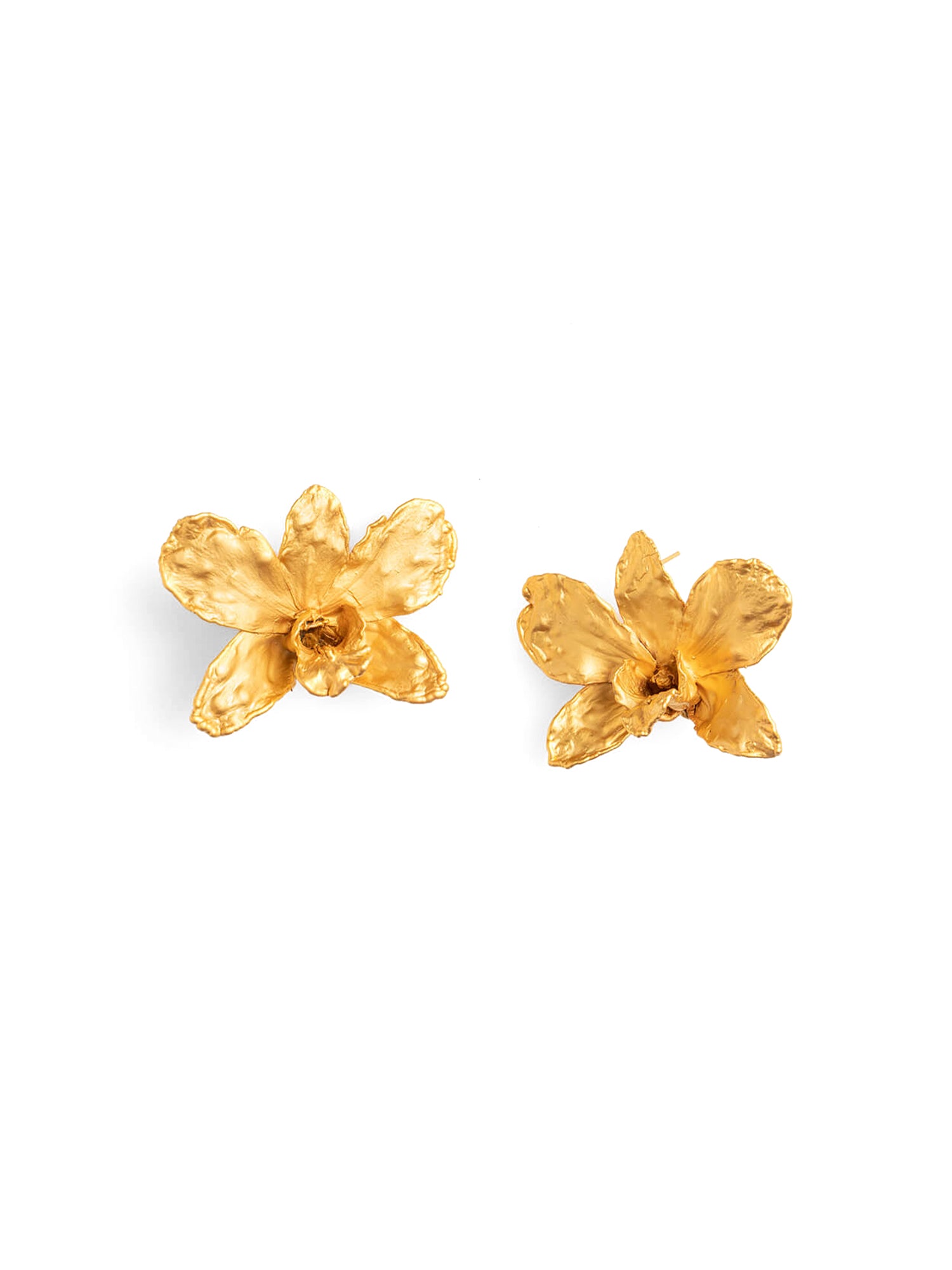 Yellow Dendrobium Studs